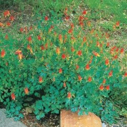 Arizona Columbine -Garden Outfitters Store 20816 aquilegia desertorum