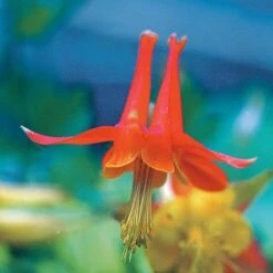 Arizona Columbine -Garden Outfitters Store 20816a aquilegia desertorum