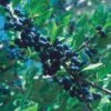 Berry Girl New Mexico Privet -Garden Outfitters Store 52550a forestiera neomexicana 1