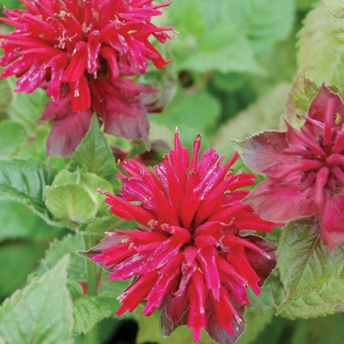 Fireball Bee Balm 4 Fireball Bee Balm - Image 2