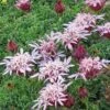 Carpeting Pincushion Flower (Pterocephalus) -Garden Outfitters Store 71003 pterocephalus depressus web