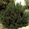 Arp Rosemary -Garden Outfitters Store 82672 rosemary arp