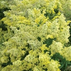 Garden Outfitters Store -Garden Outfitters Store 91924 solidago little lemon