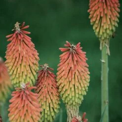 Fire Dance Red Hot Poker 9 Fire Dance Red Hot Poker -Garden Outfitters Store 96488 kniphofia hirsuta fire dance