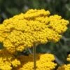 Coronation Gold Yarrow -Garden Outfitters Store achillea coronation gold yarrow 47