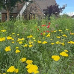 Moonshine Yarrow -Garden Outfitters Store achillea moonshine yarrow 3