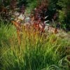Rain Dance Big Bluestem Grass -Garden Outfitters Store adropogon gerardii rain dance 1