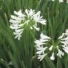 White Lily Of The Nile (Agapanthus) -Garden Outfitters Store agapanthus cold hardy white close up