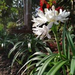 White Lily Of The Nile (Agapanthus) -Garden Outfitters Store agapanthus cold hardy white cropped 19