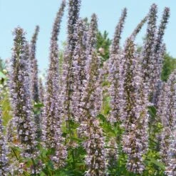 Blue Fortune Agastache -Garden Outfitters Store agasatche blue fortune blue garden 1