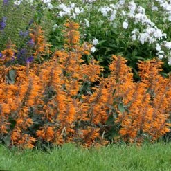 Apricot Sprite Agastache -Garden Outfitters Store agastache agastache apricot sprite walters gardens cropped