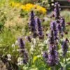 Black Adder Agastache -Garden Outfitters Store agastache black adder 1