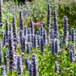 Black Adder Agastache -Garden Outfitters Store agastache black adder 3