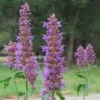 Blue Blazes Agastache 1 Blue Blazes Agastache -Garden Outfitters Store agastache blue blazes 2