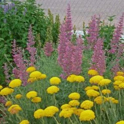 Desert Solstice Agastache -Garden Outfitters Store agastache desert solstice achillea gold plate