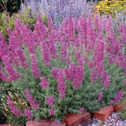 Desert Solstice Agastache -Garden Outfitters Store agastache desert solstice bush