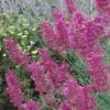 Desert Solstice Agastache -Garden Outfitters Store agastache desert solstice flowers