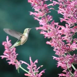 Desert Solstice Agastache -Garden Outfitters Store agastache desert solstice hummingbird