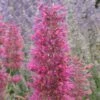 Desert Sunrise® Agastache -Garden Outfitters Store agastache dwf desert sunrise close up 2