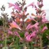 Kudos™ Ambrosia Agastache 1 Kudos™ Ambrosia Agastache -Garden Outfitters Store agastache kudos ambrosia terra nova cropped closeup 2