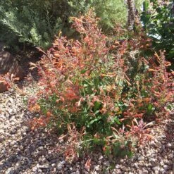 Kudos™ Mandarin Agastache -Garden Outfitters Store agastache kudos mandarin 3