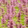 Agastache Neomexicana -Garden Outfitters Store agastache neomexicana