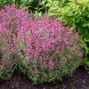 Rosie Posie Agastache -Garden Outfitters Store agastache rosie posie 1