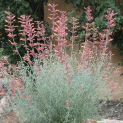 Agastache Rupestris -Garden Outfitters Store agastache rupestris 11825 3