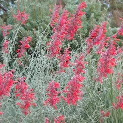 Glowing Embers® Agastache -Garden Outfitters Store agastache rupestris glowing embers flowers blooming
