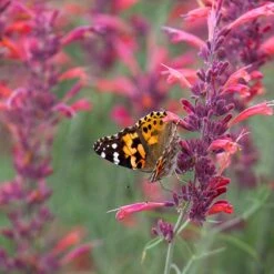 Agastache Rupestris -Garden Outfitters Store agastache rupestris pollinators
