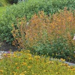 Apricot Sprite Agastache -Garden Outfitters Store agastache agastache apricot sprite walters gardens 1 cropped 1 1