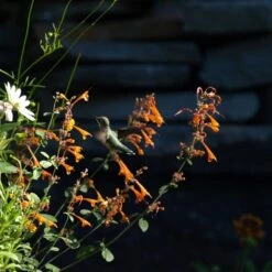 Apricot Sprite Agastache -Garden Outfitters Store agastache apricot sprite close up w humingbird cropped 1