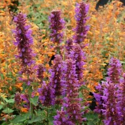 Blue Boa Agastache -Garden Outfitters Store agastache blue boa 1b 1 with apricot sprite 2