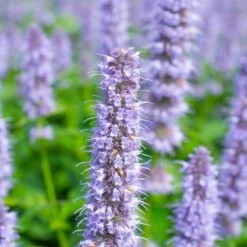 Blue Fortune Agastache -Garden Outfitters Store agastache blue fortune shutterstock 456670450 1