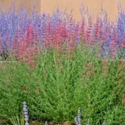 Desert Sunrise® Agastache -Garden Outfitters Store agastache desert sunrise russian sagecc 2