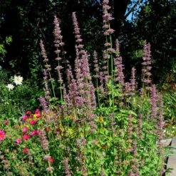 Agastache Neomexicana -Garden Outfitters Store agastache neomexicana in the garden