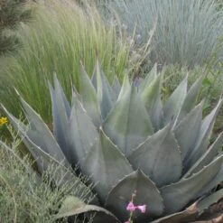 Havard's Century Plant (Agave) -Garden Outfitters Store agave havardiana hbl1v51 2