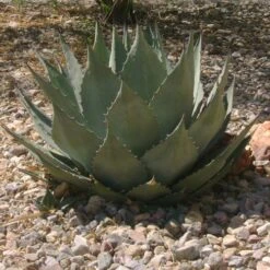 Havard's Century Plant (Agave) -Garden Outfitters Store agave harvardiana web 2