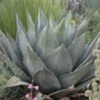 Havard's Century Plant (Agave) -Garden Outfitters Store agave havardiana 2 web 2