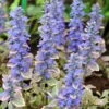 Silver Queen Ajuga -Garden Outfitters Store ajuga silver queen 1