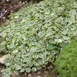 Silver Queen Ajuga -Garden Outfitters Store ajuga silver queen 2