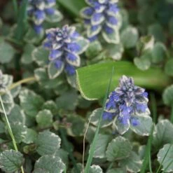 Silver Queen Ajuga -Garden Outfitters Store ajuga silver queen 3