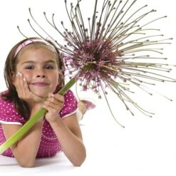 Schubert's Allium -Garden Outfitters Store allium schubertii kid cropped