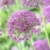 Violet Beauty Allium 2 Violet Beauty Allium -Garden Outfitters Store allium violet beaut 3 cropped