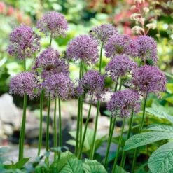 Violet Beauty Allium -Garden Outfitters Store allium violet beauty cropped