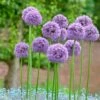 Gladiator Allium -Garden Outfitters Store alliumgladiator2 1