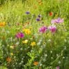 Dry Area Wildflower Seed Mix -Garden Outfitters Store allysum cosmos coreopsis red poppy meadow