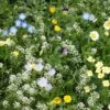 Alternative Lawn Wildflower Seed Mix -Garden Outfitters Store alternative lawn wildflower seed mix 6 1