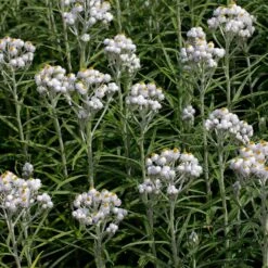 New Snow Pearly Everlasting (Anaphalis) -Garden Outfitters Store anaphalis margaritacea new snow many blooms