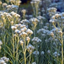 New Snow Pearly Everlasting (Anaphalis) -Garden Outfitters Store anaphalis margaritacea new snow white